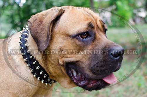 Nylon Dog Collar for Cane Corso | Spiked Dog Collar for Mastiff
