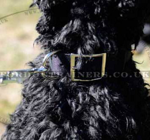 Nylon Dog Collar for Strong Dog Reliable Control