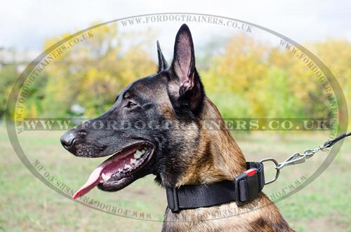 Nylon Dog Collars for Belgian Shepherd Malinois Training NEW