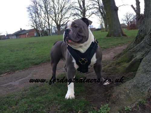 Dog Harness UK Bestseller for Old English Bulldog