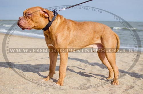 Wide & Strong Leather Dog Collar with Buckle for French Mastiff