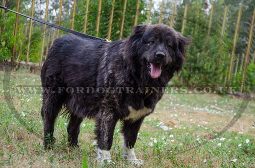 Adjustable Leather Dog Tracking Harness for Caucasian Shepherd