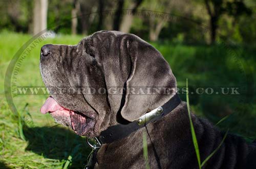 Personalized Dog Collar with ID | Italian Mastiff Dog Collar