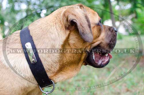 Personalized Dog Collar with ID Tag | Cane Corso Mastiff Collar