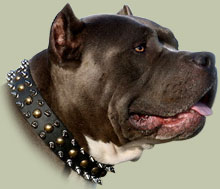 Spiked and Studded Leather Dog Collar UK for Pitbull