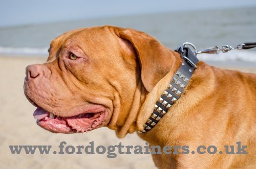 Shiny Studded Dog Collar with Pyramids for French Mastiff Dogs