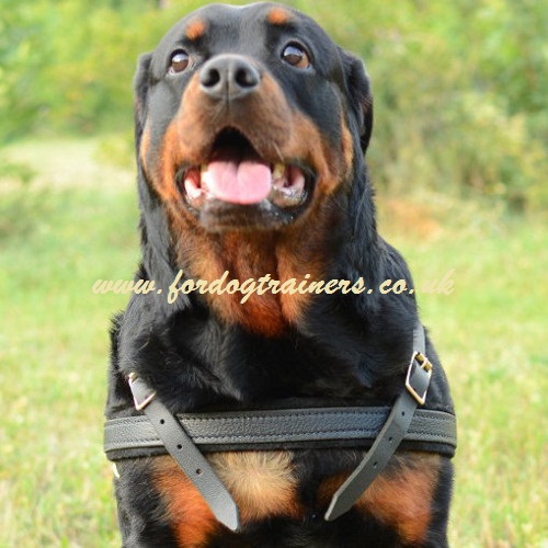 Weight Pullining Dog Harness for Rottweiler | Large Dog Harness