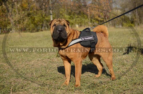 Shar Pei Dog Harness with Reflexive Trim, Brand-New!