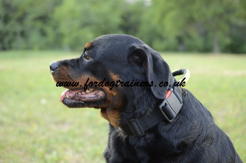 Rottweiler Collars with Handle | Nylon Dog Collar with Handle