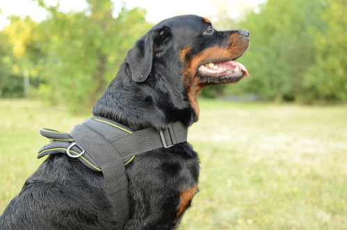 Rottweiler Harness for Multi-Purpose Use | Nylon Dog Harness UK