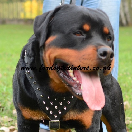 Rottweiler Harnesses for the Best Price from Producer Directly