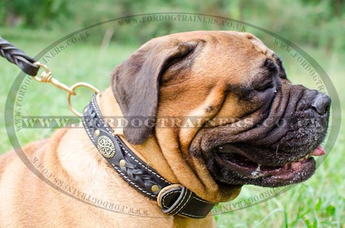 Royal Design of Dog Collar for Bullmastiff