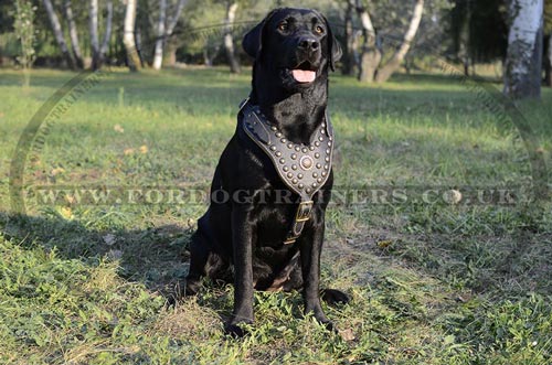 Royal Dog Harness for Labrador | Luxury Nappa Padded Dog Harness