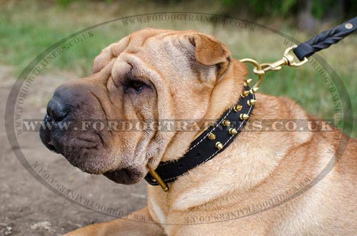 Royal Padded Dog Collar for Shar Pei with Spikes - Click Image to Close