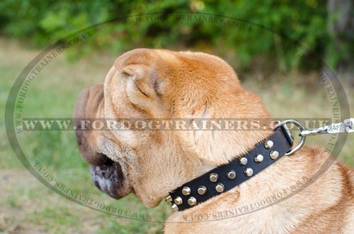 Quality Leather Dog Collar for Shar Pei for Sale - Click Image to Close