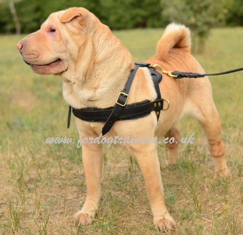 Best harness on sale for shar pei