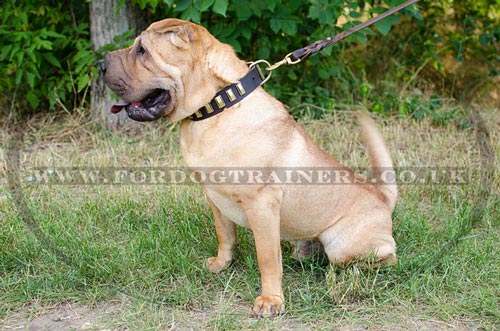 Sharpei Dog Walking Collar with Ribbed Brass Plates - Click Image to Close