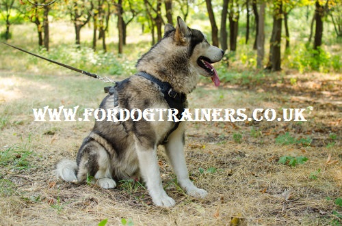 Siberian Husky Harness Padded Bestseller for Large Dogs