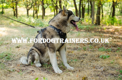 Siberian Husky Harness Padded | Bestseller Dog Harness for Husky