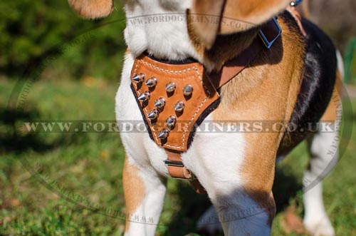 Small Dog Harness Spiked Design | Beagle Harness with Studs