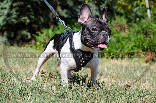 Small Dog Harness for French Bulldog with Pyramids