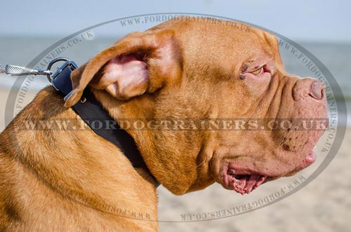 Strong Leather Dog Collar of 1.2 in Width for French Mastiff