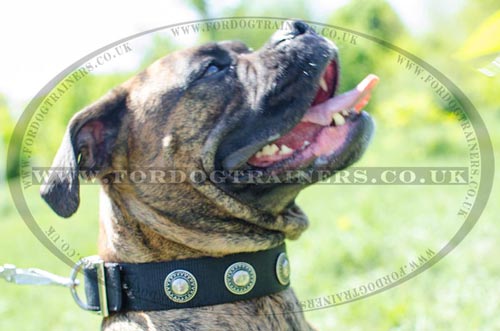 Chic Dog Collar for Boxer Walking of Silver Studded Design