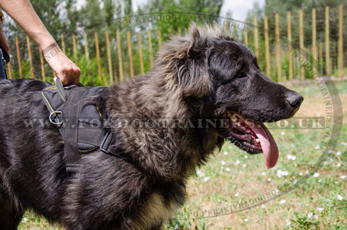 Towing Nylon Dog Harness with Handle for Caucasian Shepherd