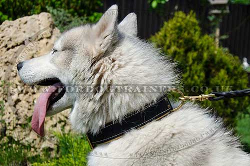 Soft Dog Collar for Husky | Leather Dog Collar Nappa Padded - Click Image to Close