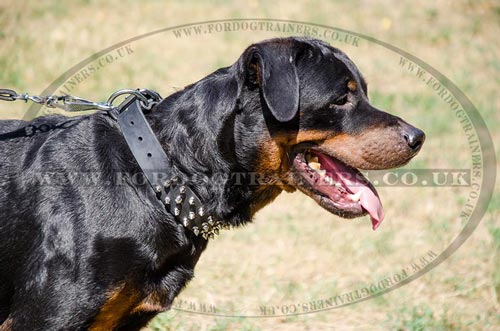 Spiked Designer Dog Collars for Rottweilers Brave Style