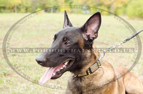 Spiked Dog Collars for Belgian Shepherd