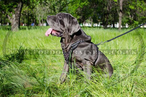 Spiked Dog Harness for Neapolitan Mastiff for Sale | Dog Harness