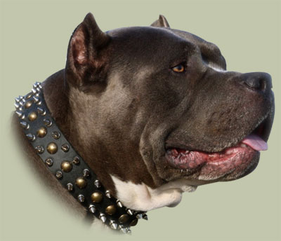 Staffordshire Bull Terrier Collars Spiked-Studded Design - Click Image to Close