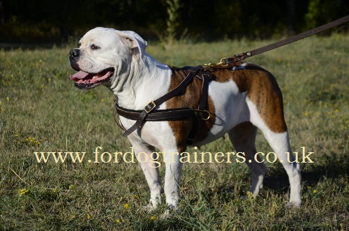 American Bulldog Harness for Tracking/Pulling