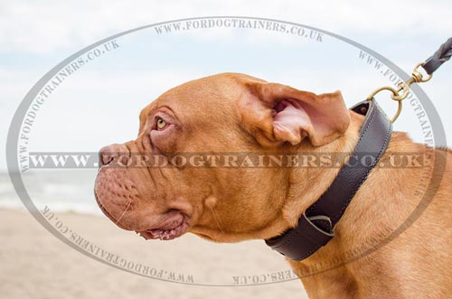 Extremely Strong Dog Collar of 2 Ply Leather for French Mastiff