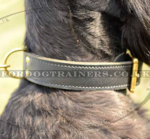Large Dog Collars for Riesenschnauzer | Strong Dog Collar