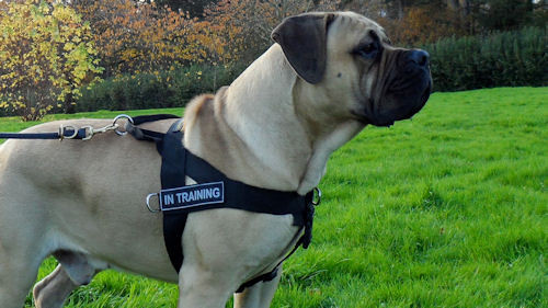 Strong Nylon Dog Harness for Boerboel Walking and Training, Non Pull - Click Image to Close