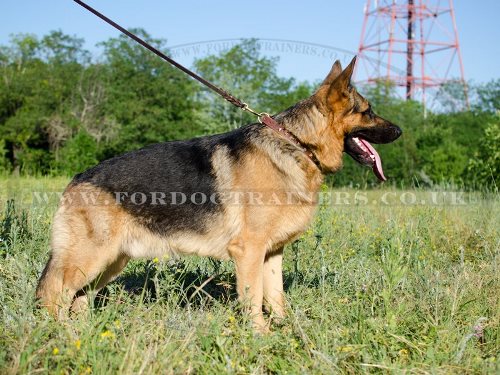 Elegant Leather Dog Collar for German Shepherd UK Bestseller - Click Image to Close