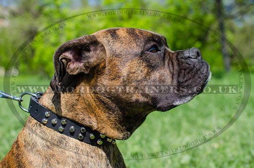 Boxer Dog Collar with Buckle | Genuine Leather and Studs