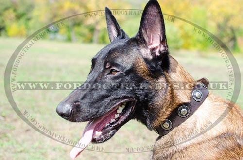 Studded Dog Collar for Belgian Shepherd Malinois