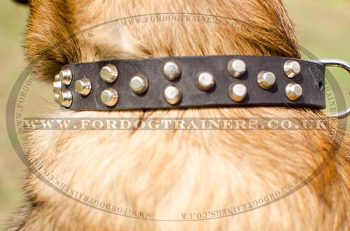 Studded Dog Collar for Belgian Shepherd Malinois