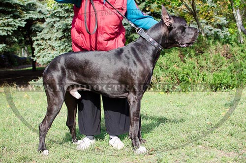 Best Dog Collar for Great Dane Walking with Blue Studs