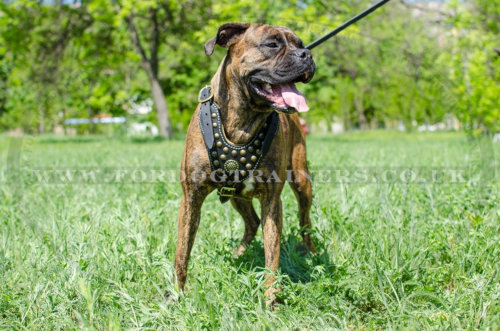 The Best Walking Harness for Boxer Dog Luxury Look and Comfort