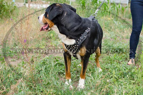 Swiss Mountain Dog Harness with Studded Design