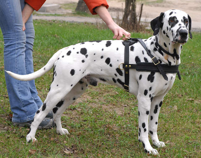 Dalmatian Tracking Dog Harness | Weight Pulling Dog Harness