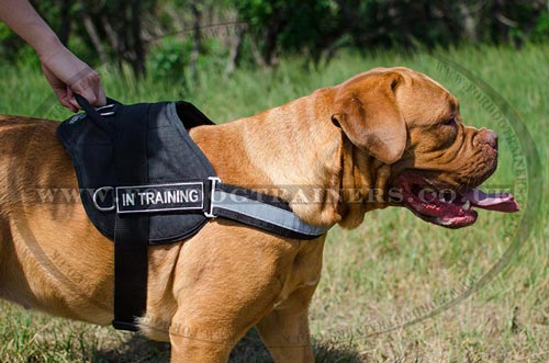 Dogue de Bordeaux Harness UK | Dog Harness NEW Reflexive Model