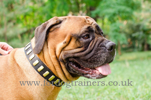 Handmade Bullmastiff Collars with Elegant Brass Plates - Click Image to Close