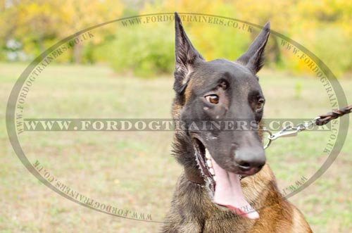Wide Leather Dog Collars | Belgian Malinois Collars 1.5 in