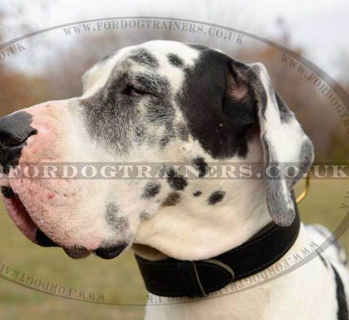 Thick and Wide Dog Collars for Large Dogs Like Great Dane