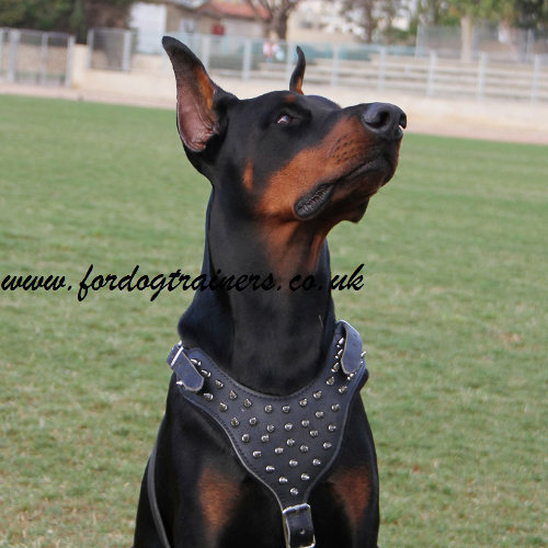 Amazing Spiked Dog Harness for Elegant Doberman Style!